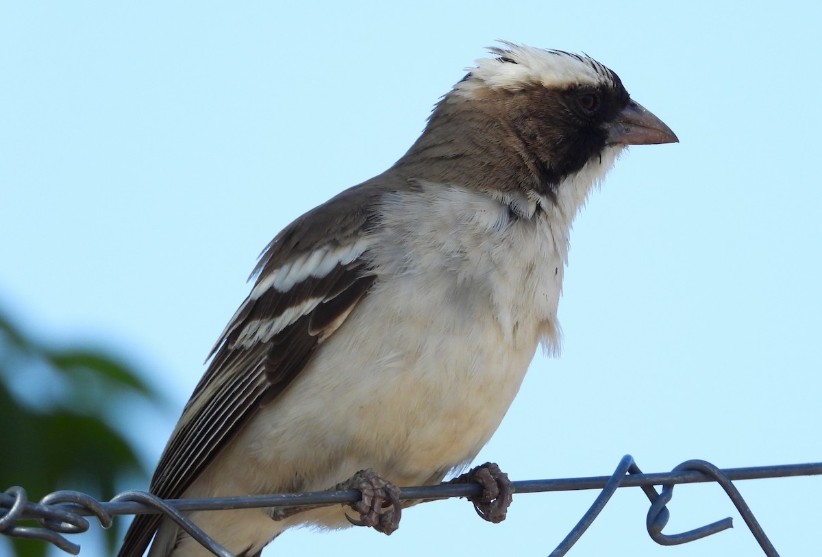White-browed Sparrow-Weaver - ML613901770