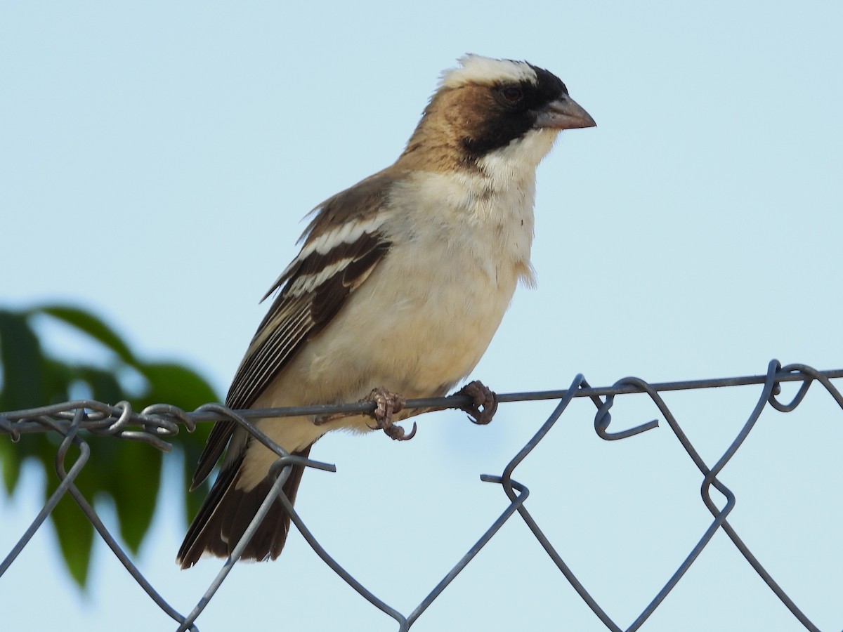 White-browed Sparrow-Weaver - ML613901773