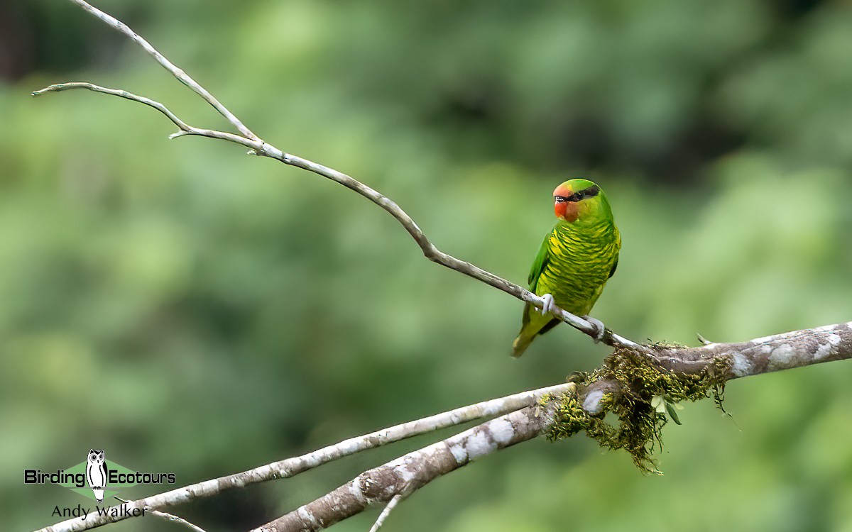 Mindanao Lorikeet - ML613901883