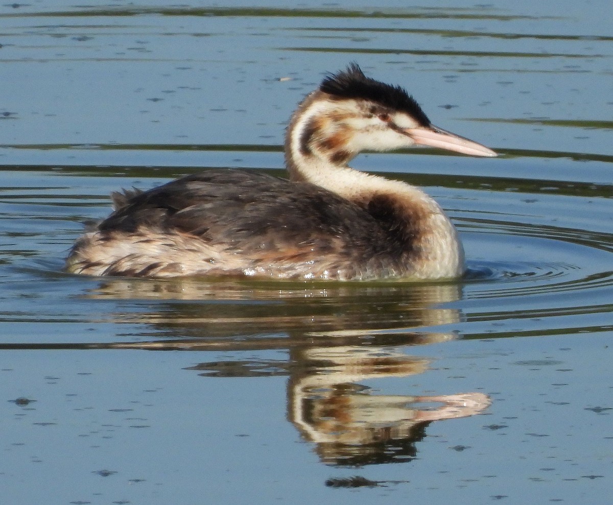 Great Crested Grebe - ML613901888