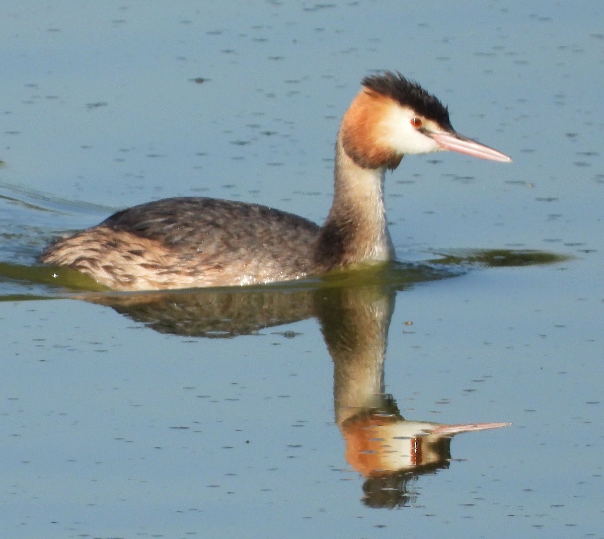 Great Crested Grebe - ML613901889