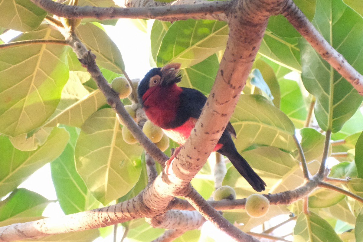 Bearded Barbet - ML613901895