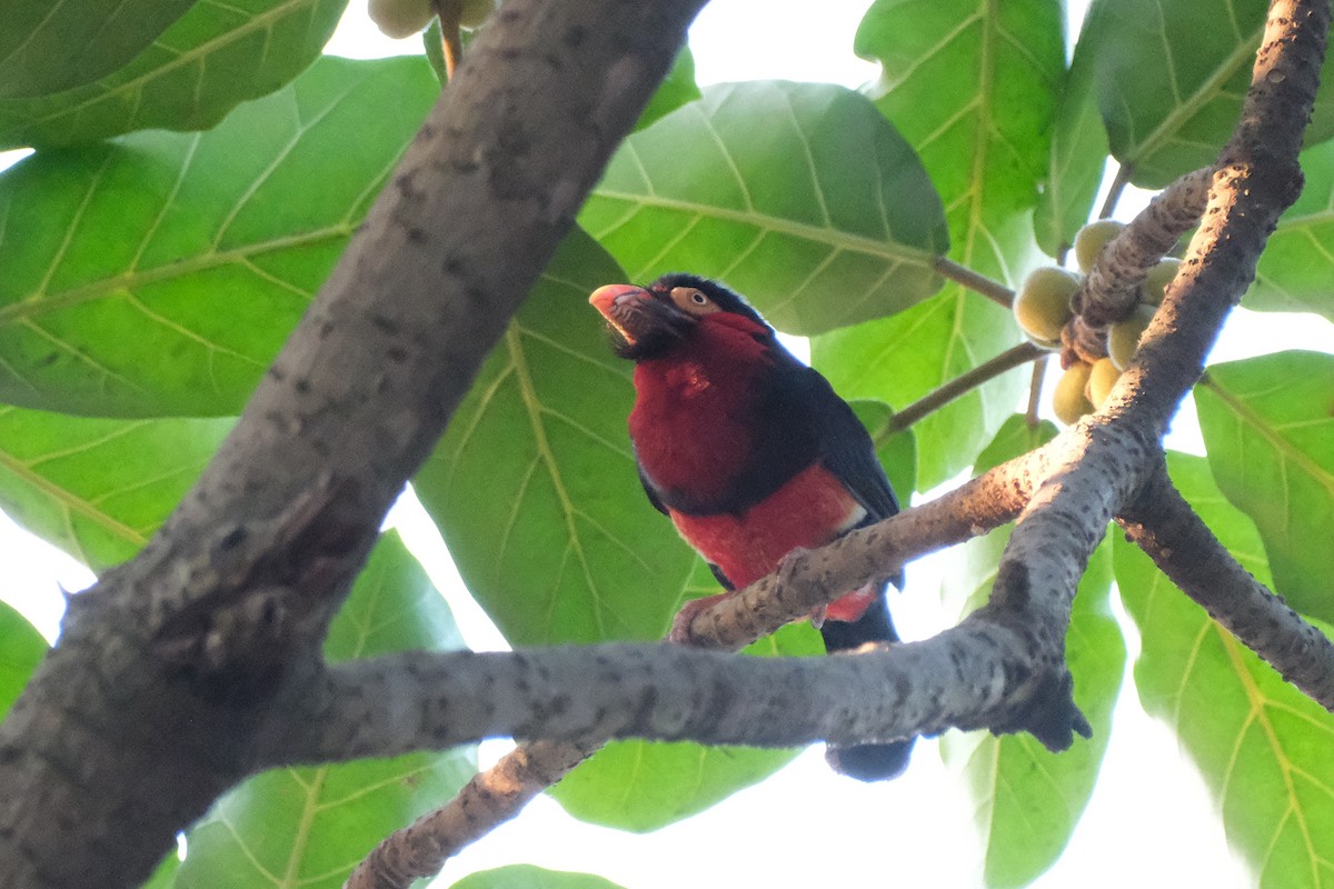 Bearded Barbet - ML613901896