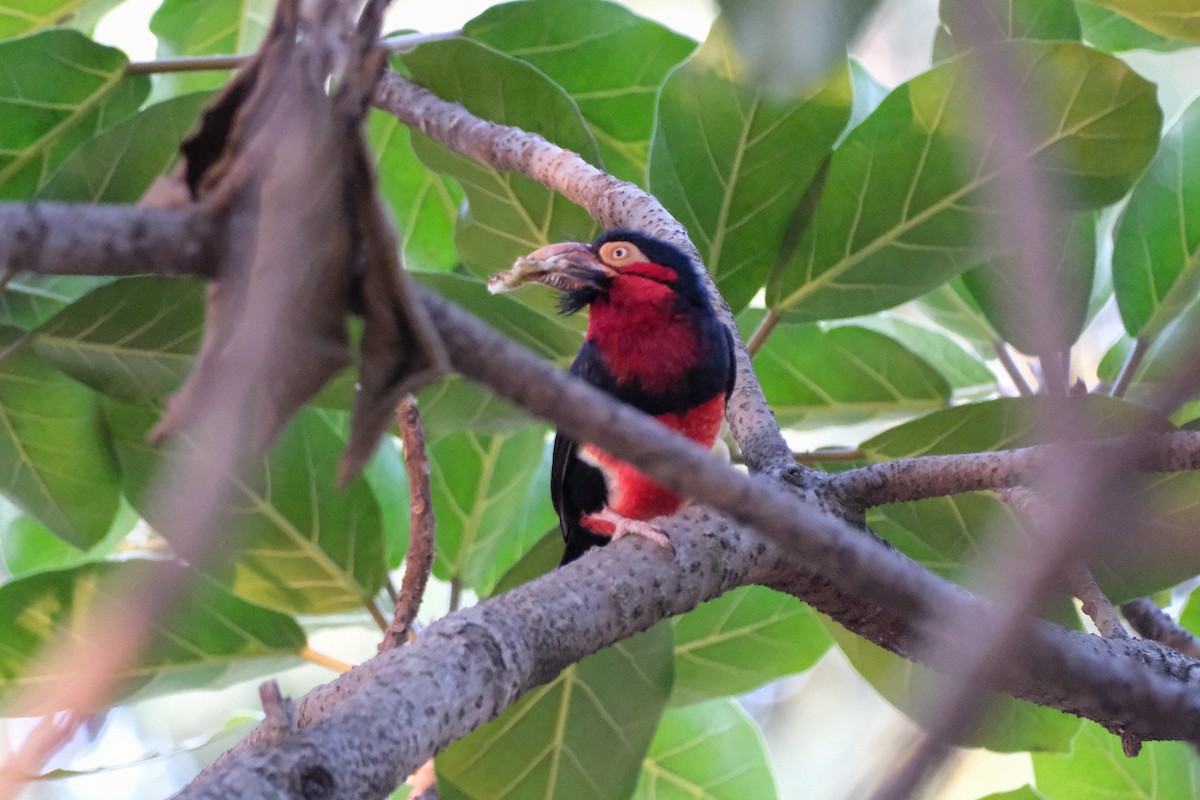 Bearded Barbet - ML613901897