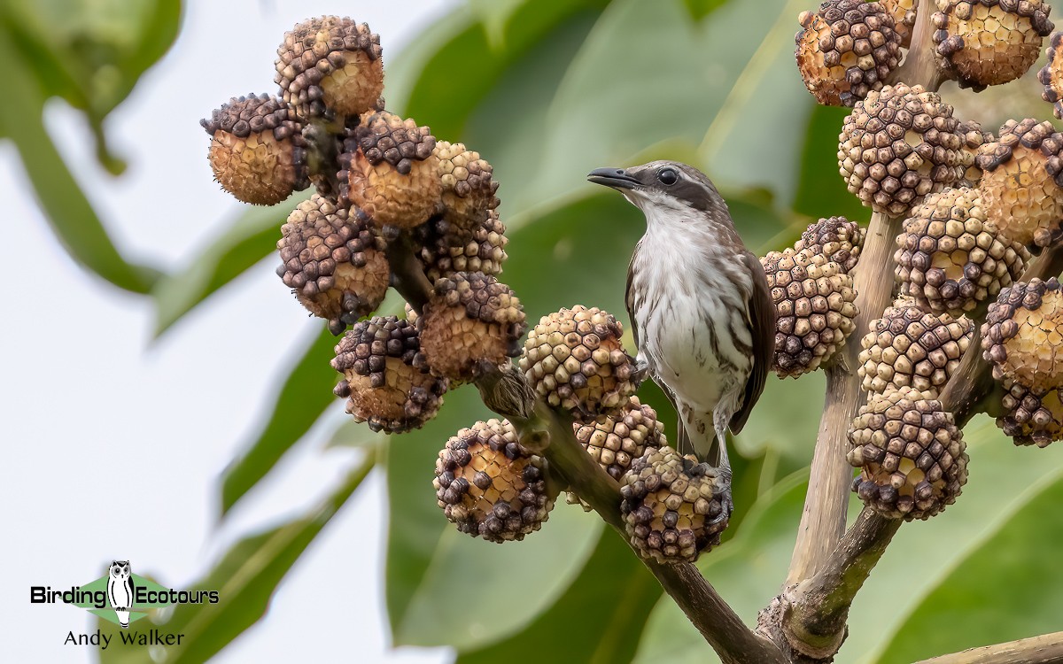 Stripe-breasted Rhabdornis - Andy Walker - Birding Ecotours