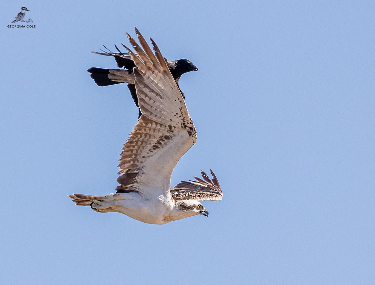 Osprey - ML613901926