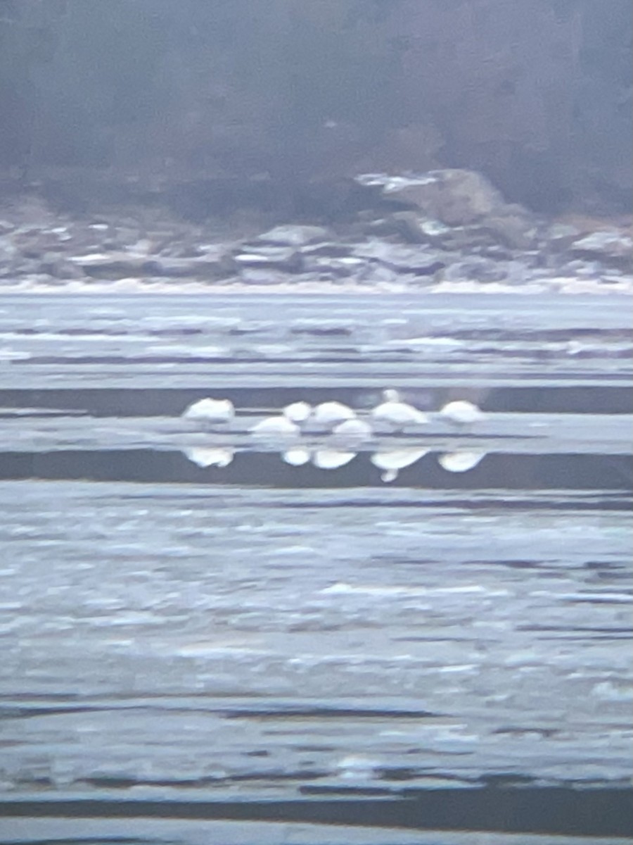 Tundra Swan - Alex Harman