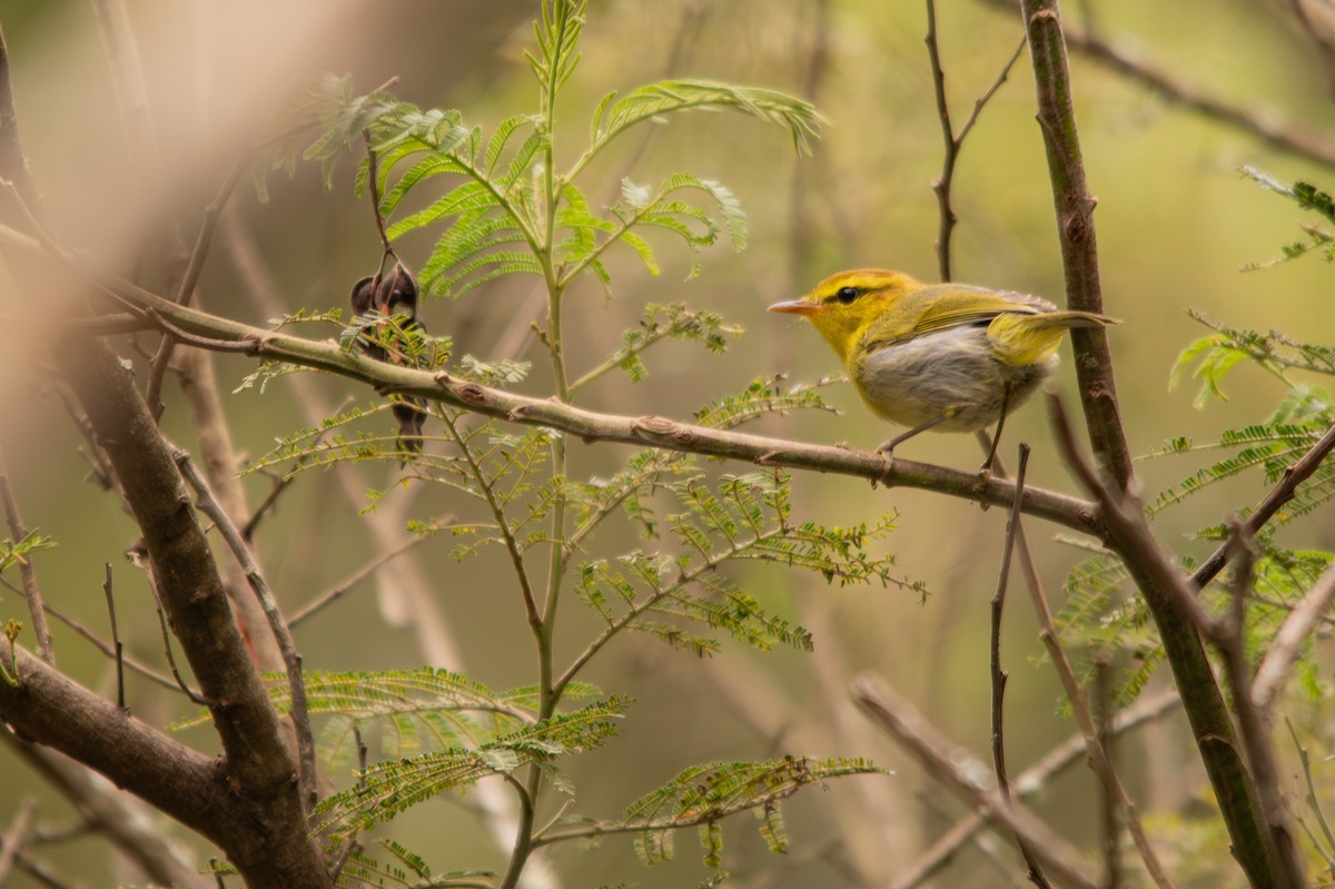 Yellow-throated Woodland-Warbler - Retief Williams