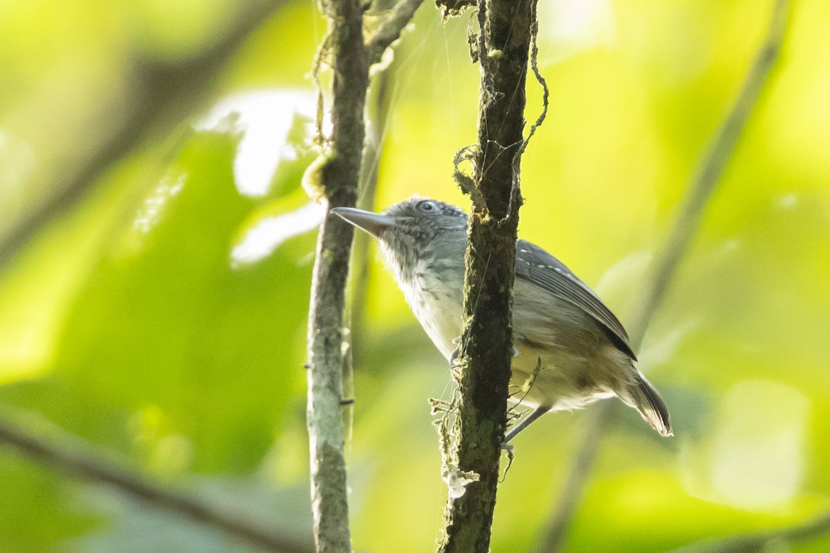 Spot-crowned Antvireo - ML613902010