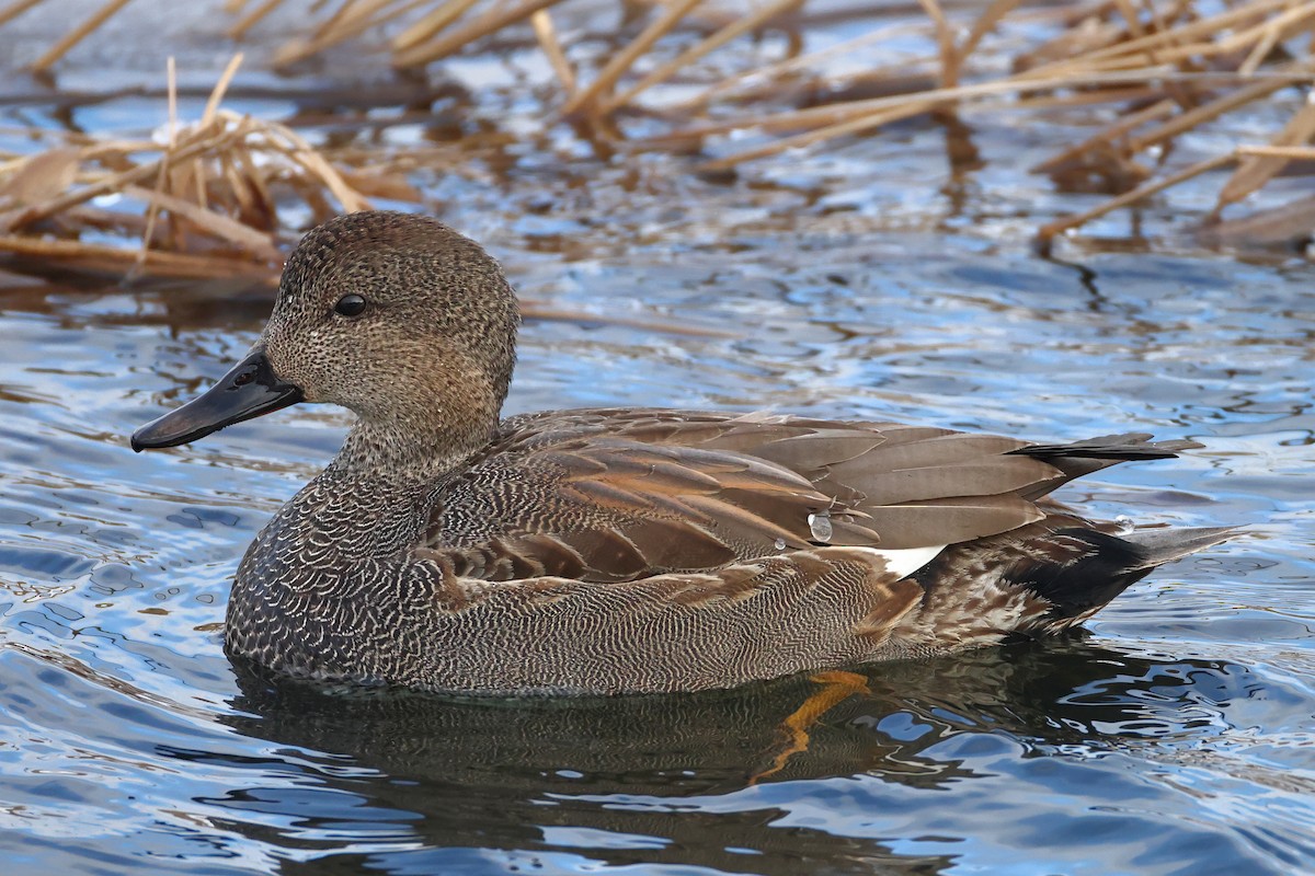 Gadwall - ML613902035