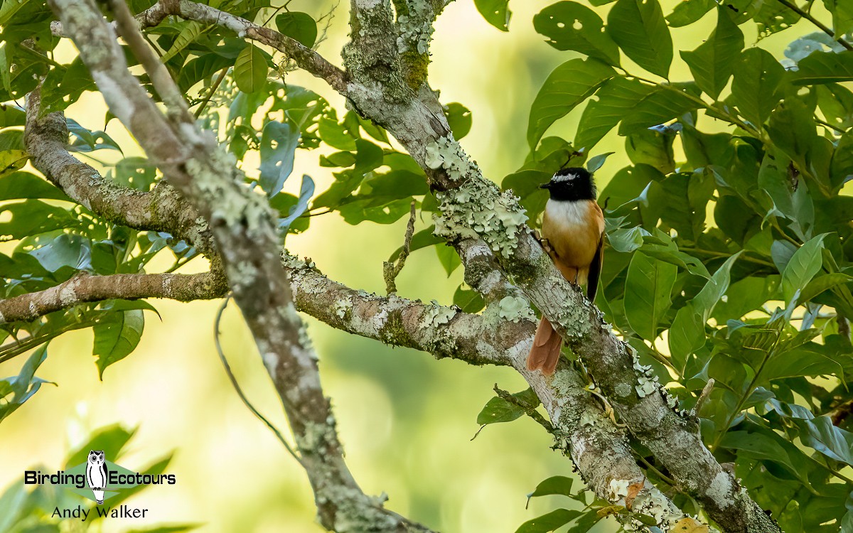 Black-and-cinnamon Fantail - Andy Walker - Birding Ecotours