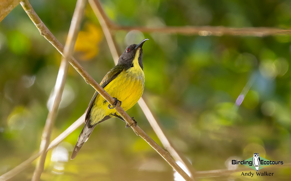 Tboli Sunbird - Andy Walker - Birding Ecotours