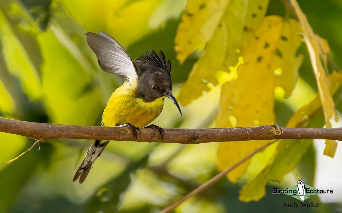 Tboli Sunbird - Andy Walker - Birding Ecotours