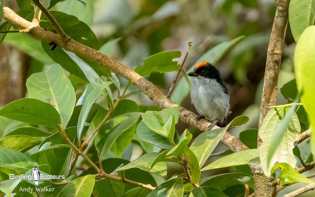 Flame-crowned Flowerpecker - ML613902061