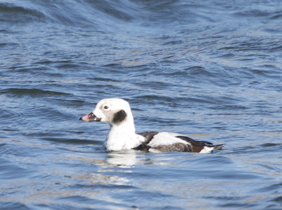 Long-tailed Duck - Paul Holt