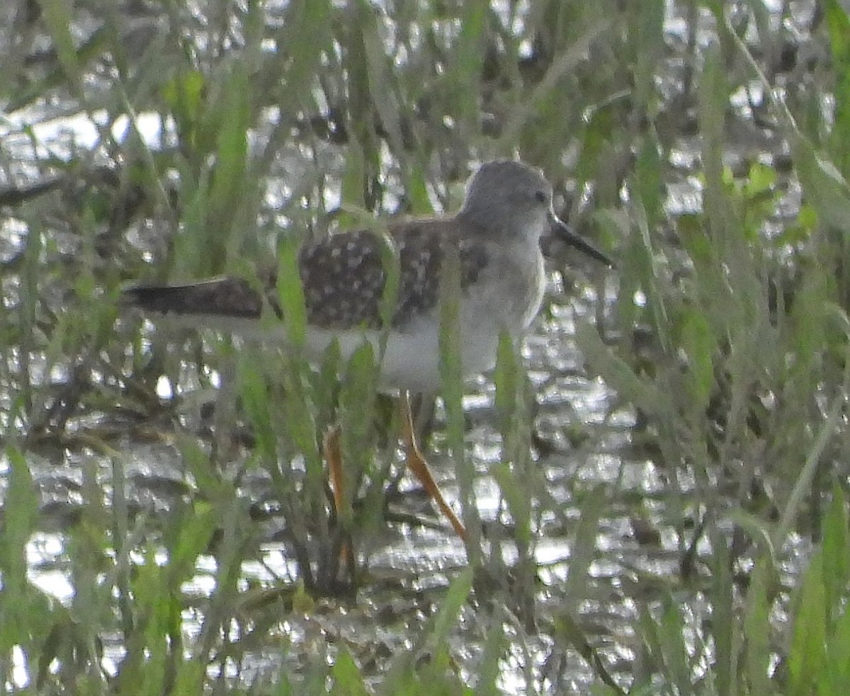 Lesser Yellowlegs - Jan Förderer