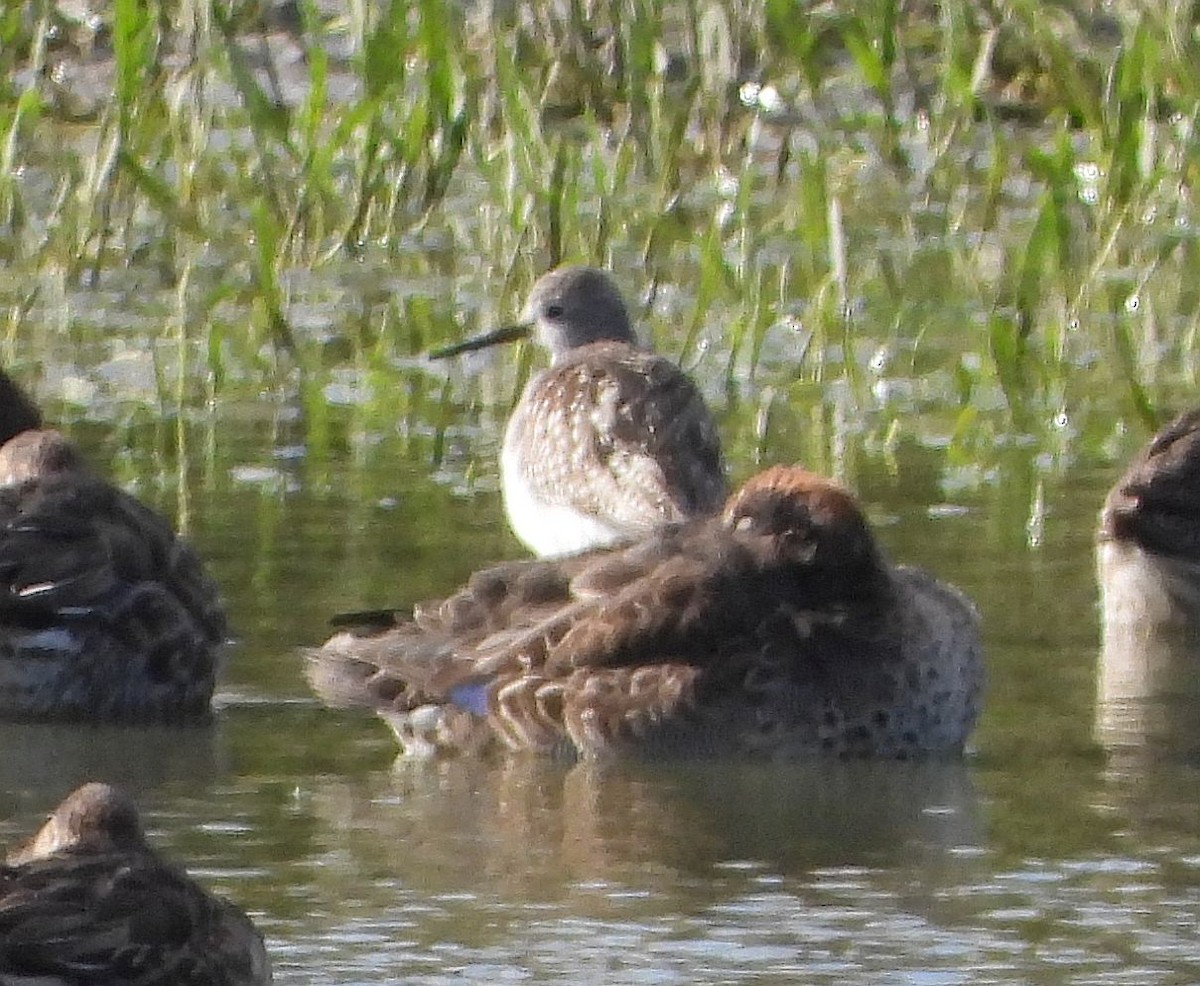 Lesser Yellowlegs - Jan Förderer