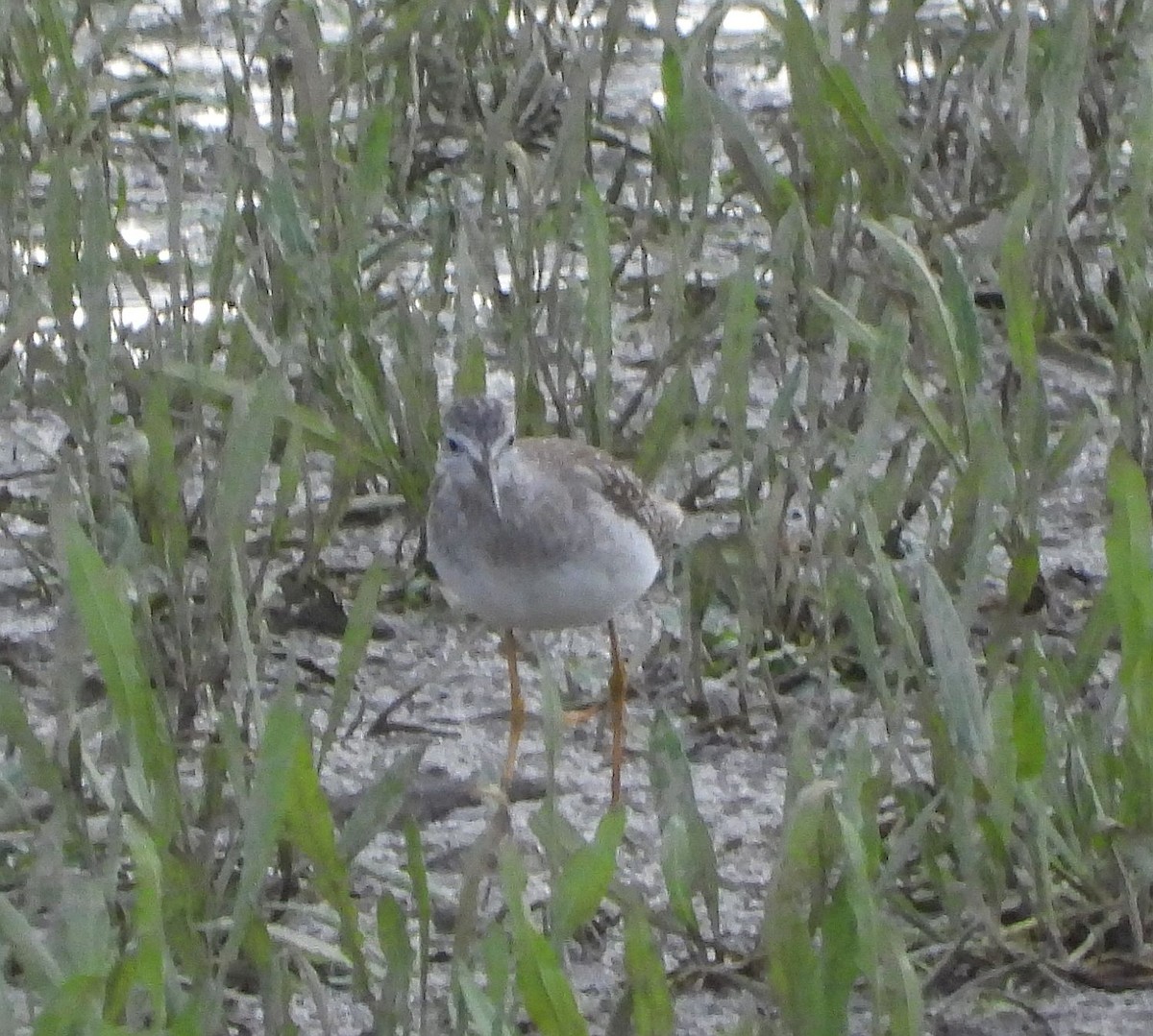 Lesser Yellowlegs - Jan Förderer