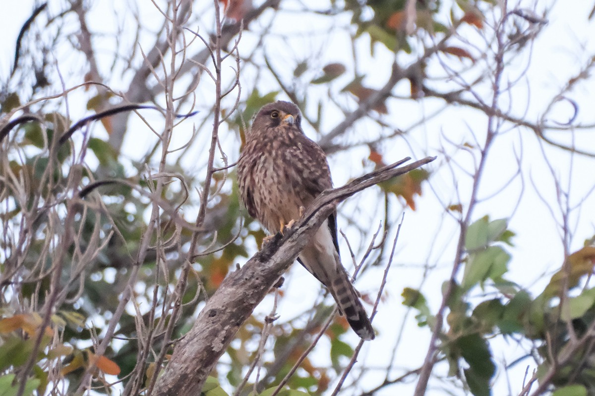 Eurasian Kestrel - ML613902130