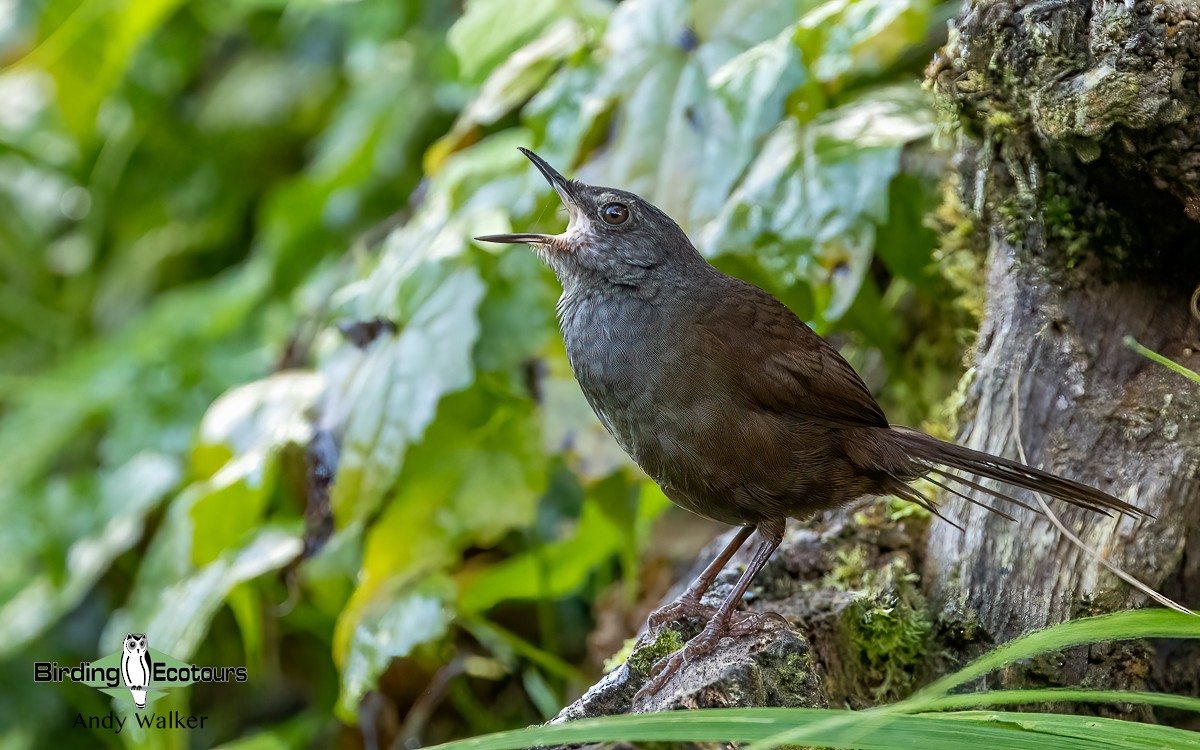 Long-tailed Bush Warbler - Andy Walker - Birding Ecotours