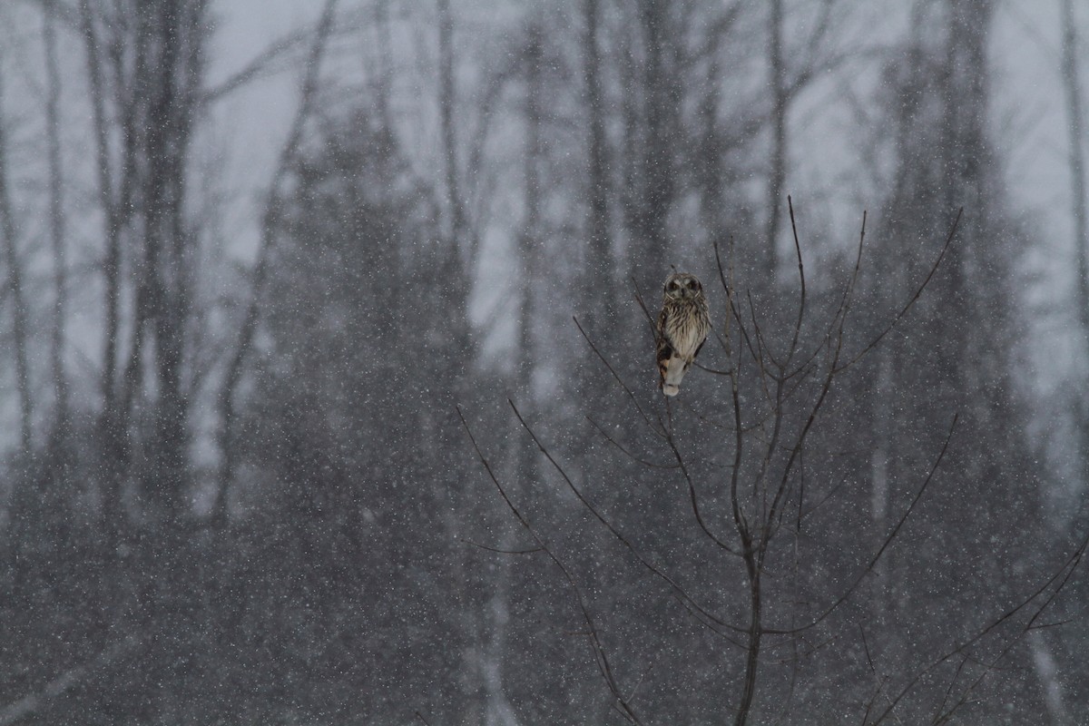 Short-eared Owl - Anonymous