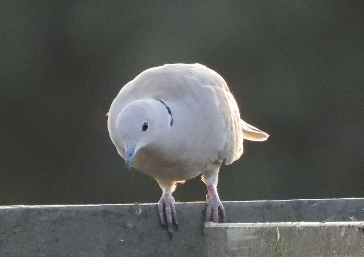 Eurasian Collared-Dove - ML613902150