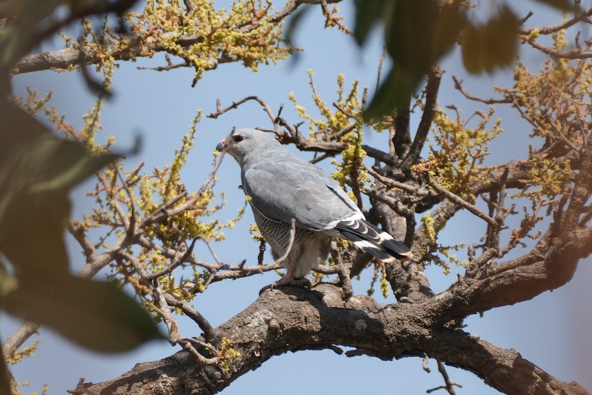 Lizard Buzzard - ML613902166