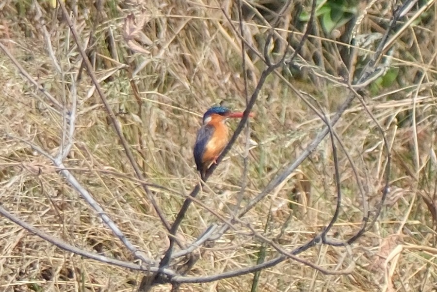 Malachite Kingfisher - ML613902170