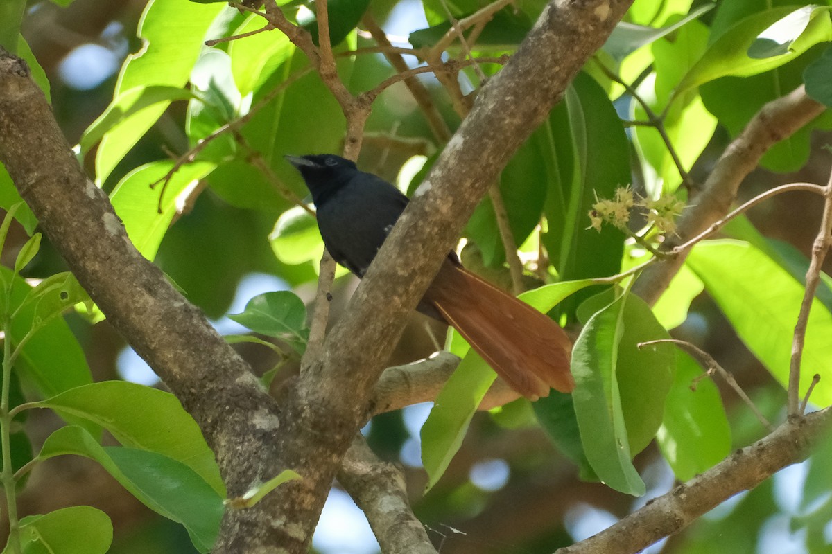 African Paradise-Flycatcher - ML613902174