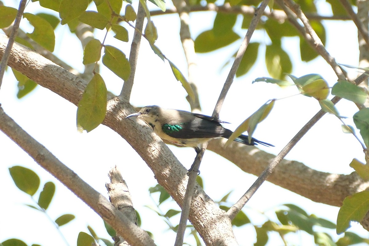 Beautiful Sunbird - John Lee