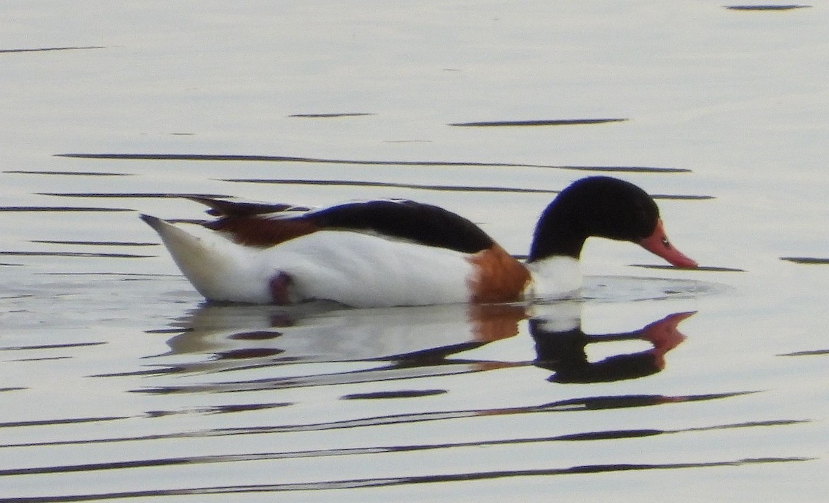 Common Shelduck - ML613902187