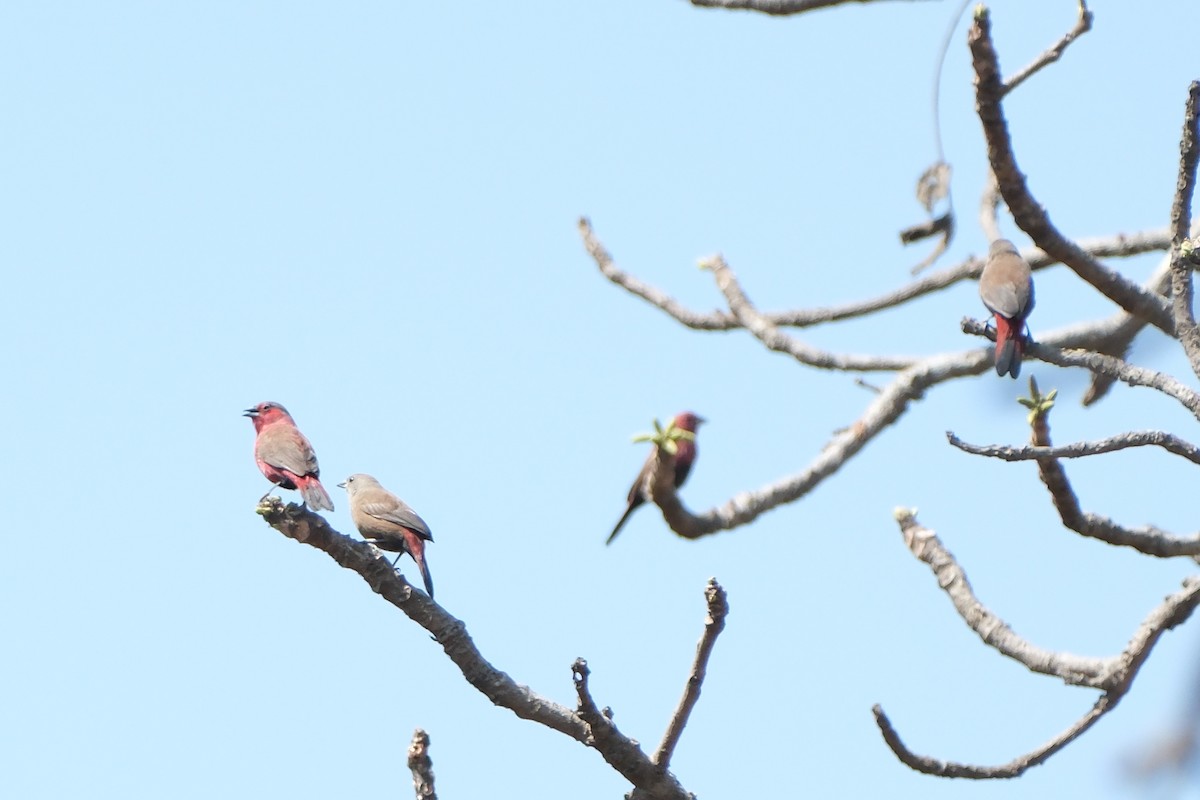 Black-bellied Firefinch - John Lee