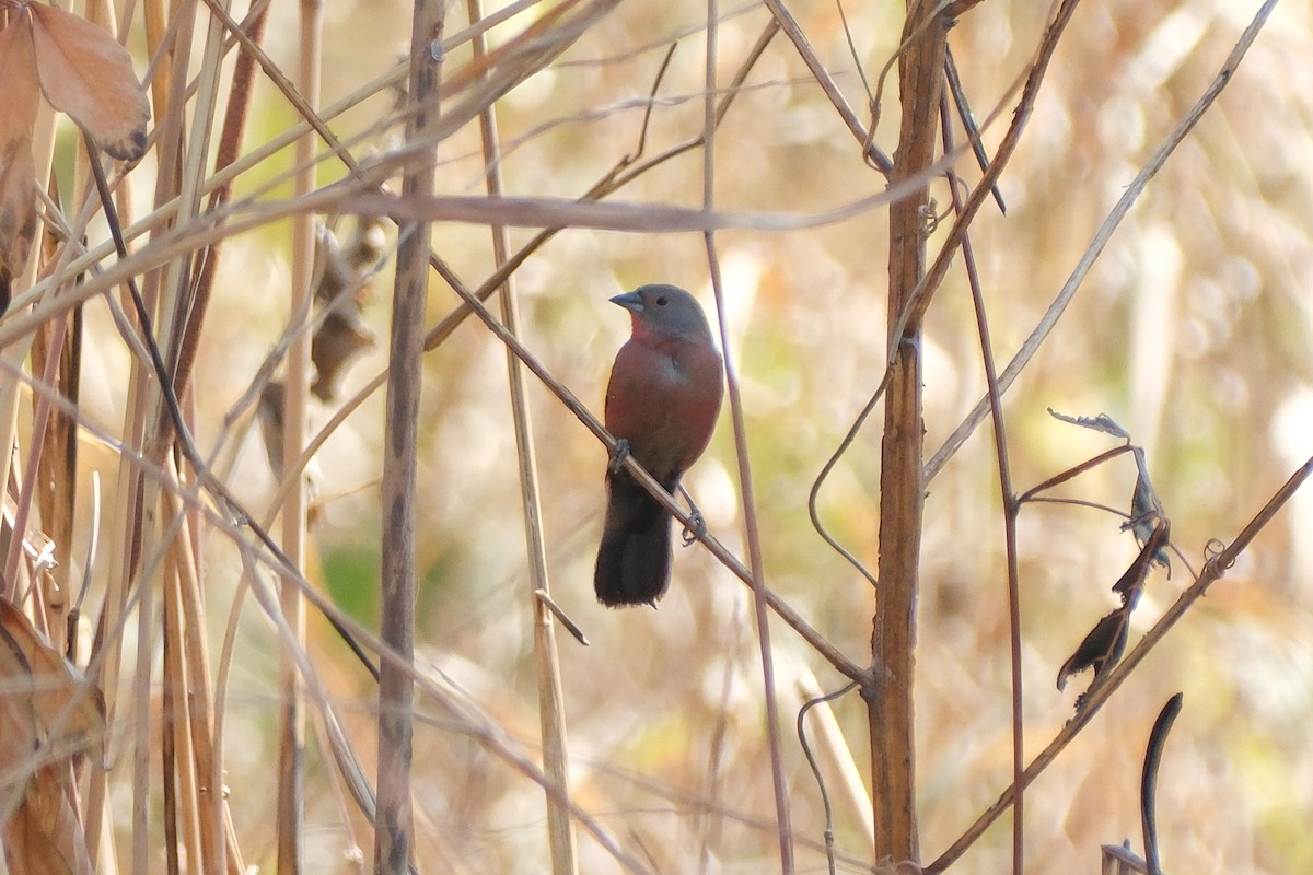 Black-bellied Firefinch - ML613902190