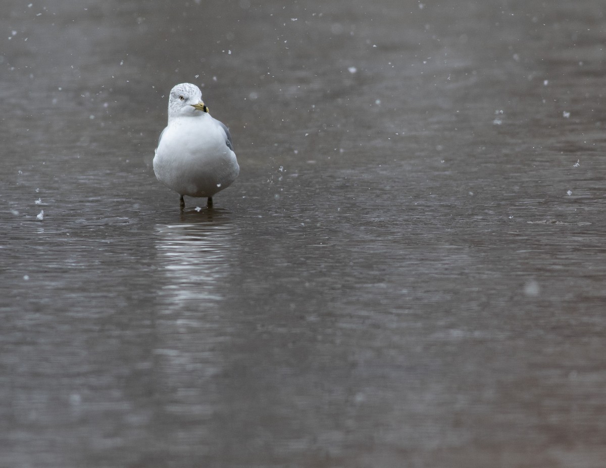 Ring-billed Gull - ML613902192