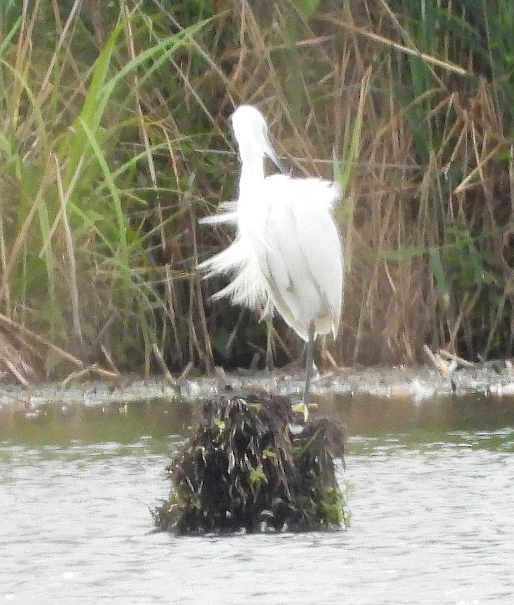 Little Egret - ML613902214