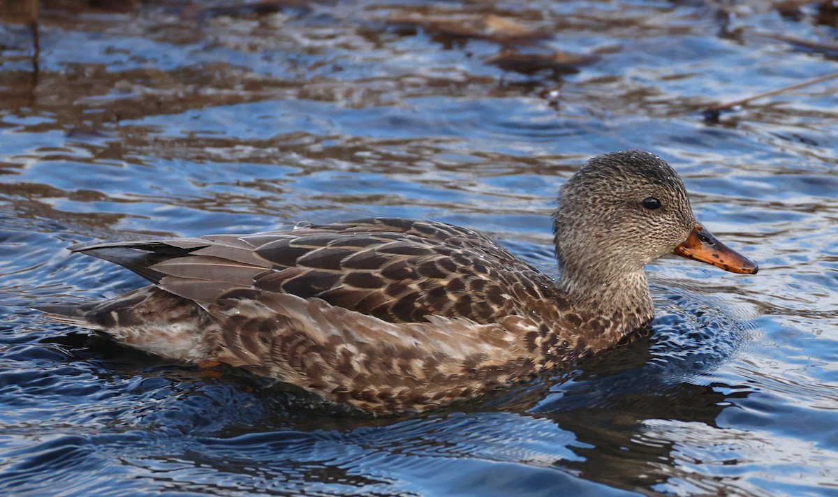 Canard chipeau - ML613902231