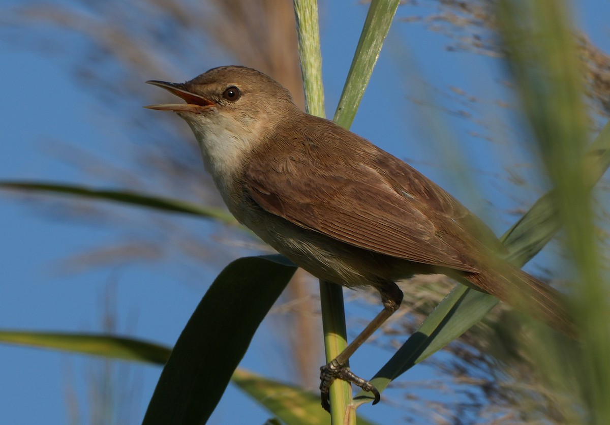 Common Reed Warbler - ML613902258