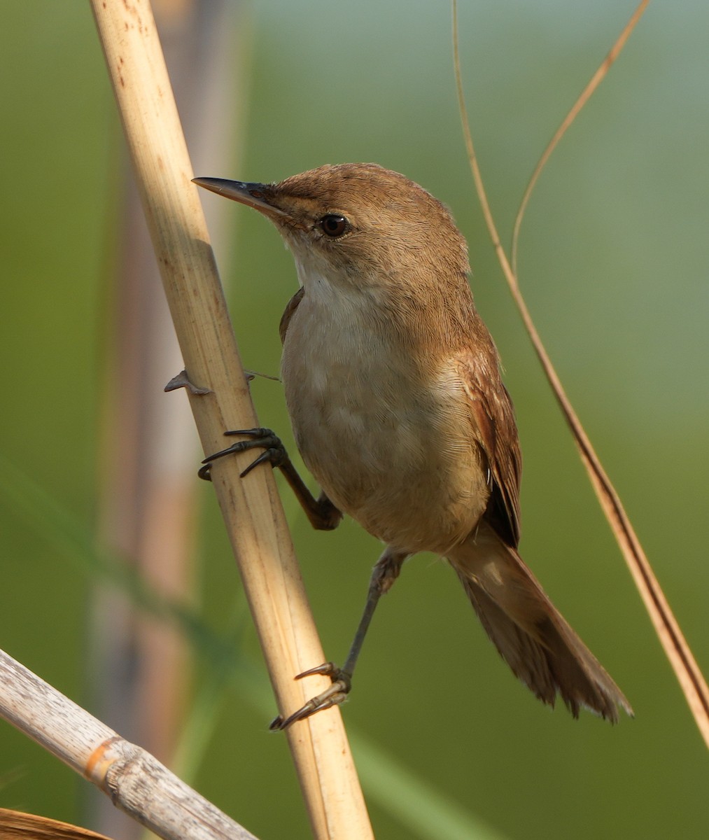 Common Reed Warbler - ML613902259