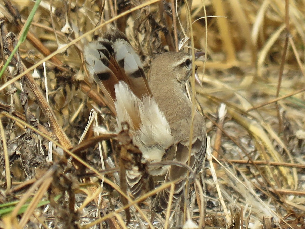 Rufous-tailed Scrub-Robin (Rufous-tailed) - ML613902263