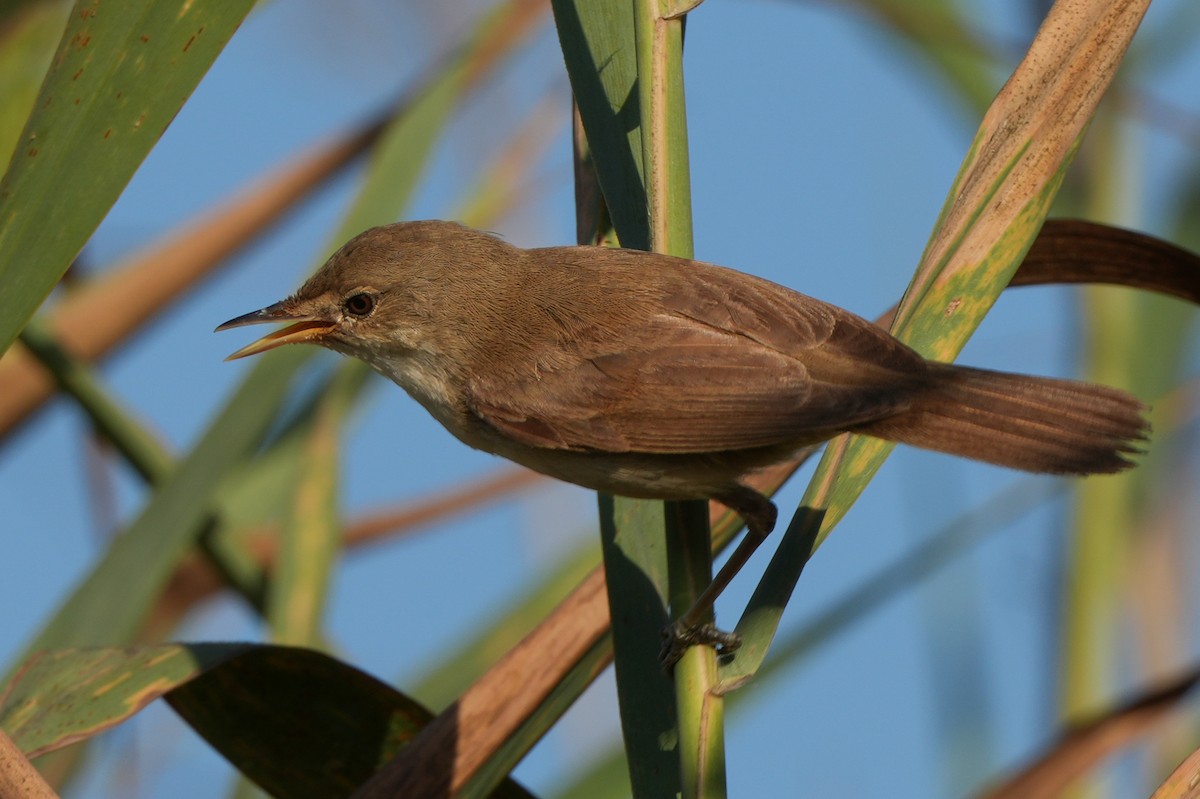 Common Reed Warbler - ML613902270