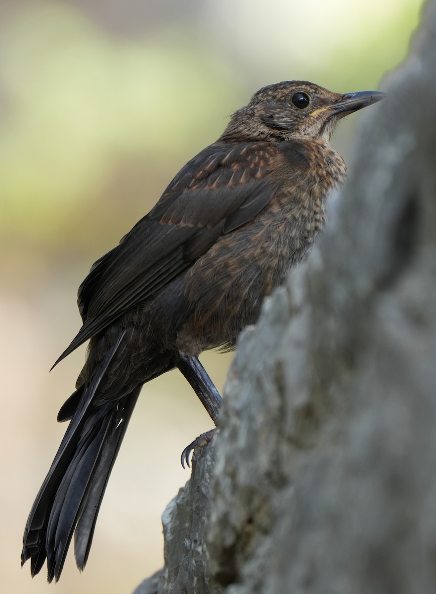 Eurasian Blackbird - ML613902292