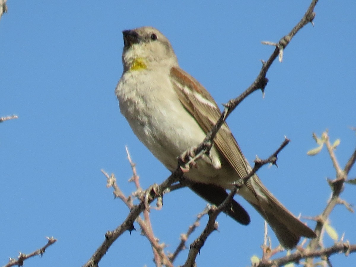 Yellow-throated Sparrow - Stephen Taylor