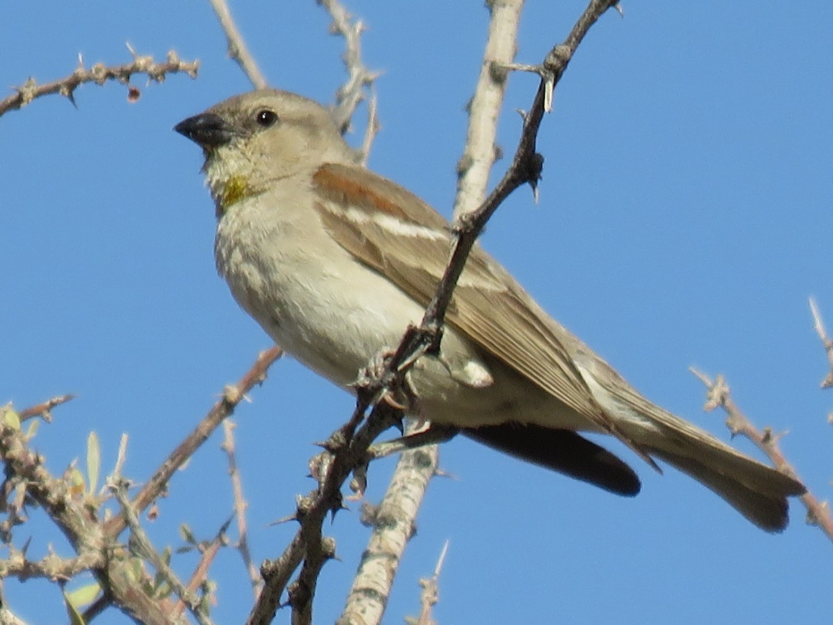 Moineau à gorge jaune - ML613902295