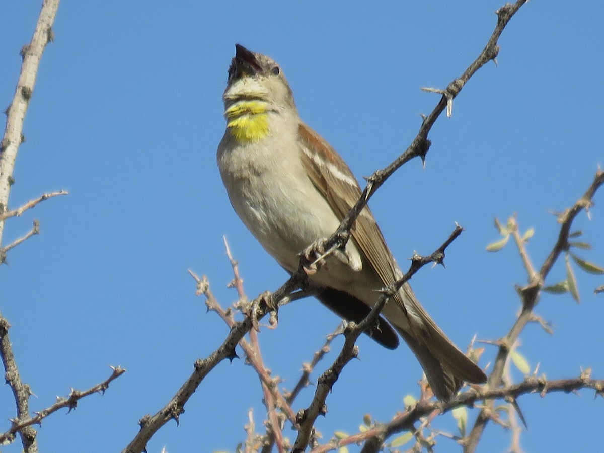 Yellow-throated Sparrow - Stephen Taylor