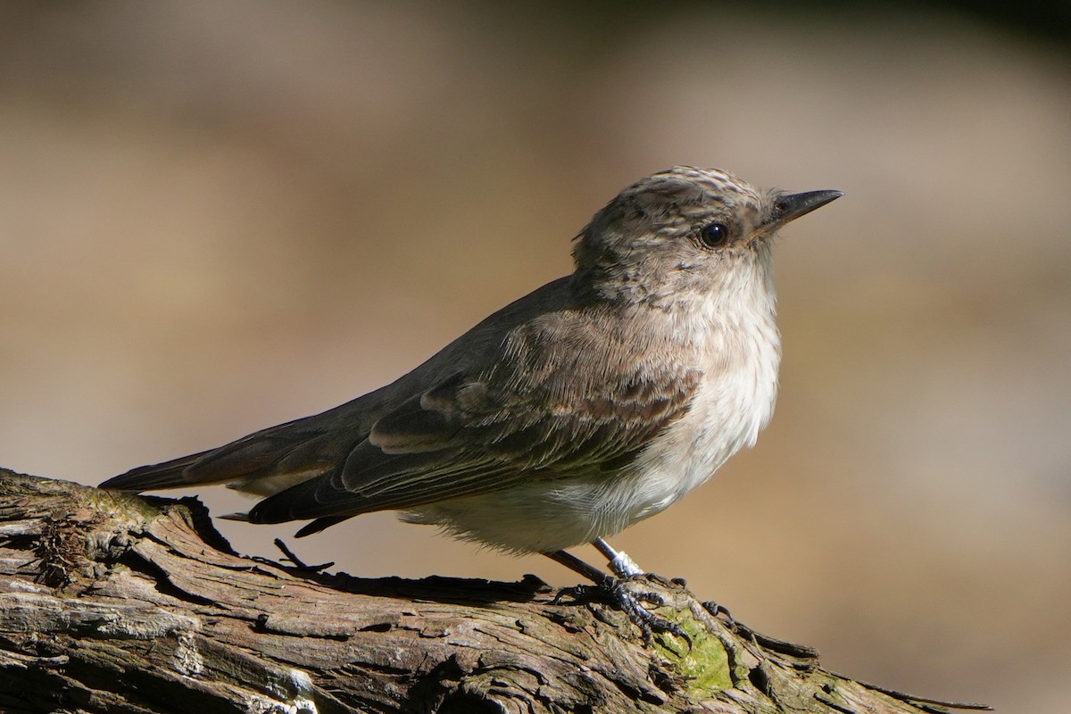 Spotted Flycatcher - ML613902310