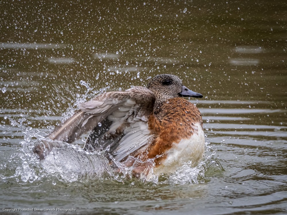 American Wigeon - ML613902312