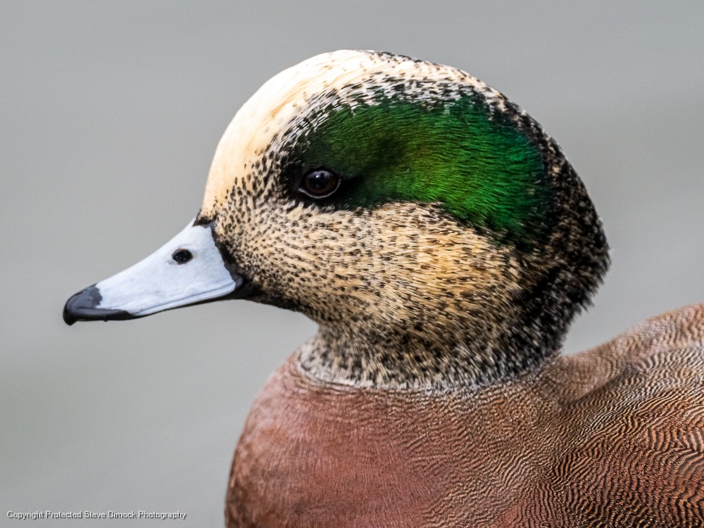 American Wigeon - ML613902313