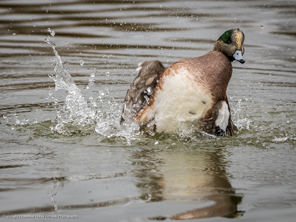 American Wigeon - ML613902314