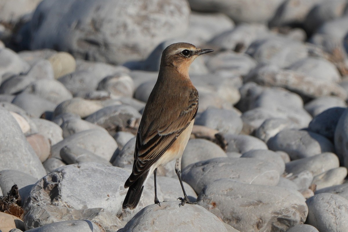 Northern Wheatear - ML613902337