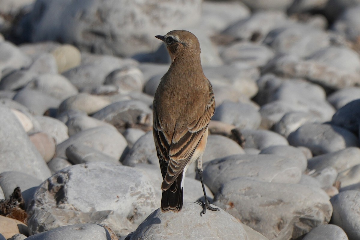 Northern Wheatear - ML613902338